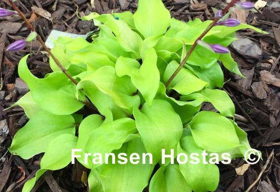 Hosta Li'l Smooch